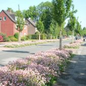 Straße gesäumt mit Bäumen, Häusern und blühenden Sträuchern